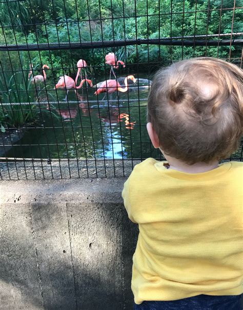 7 Reasons To Visit The Pittsburgh Zoo And Aquarium Toddling Traveler