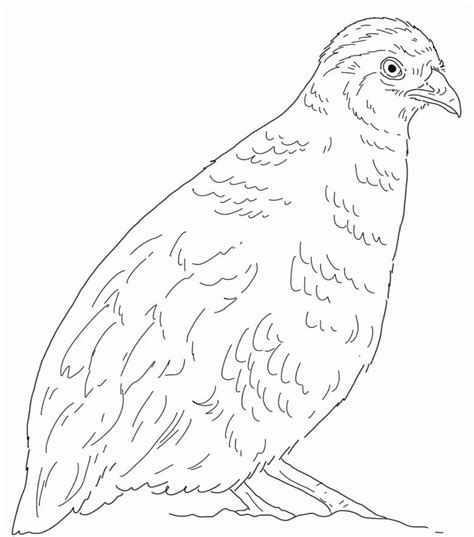 California Valley Quail Coloring Page Free Printable Coloring Pages