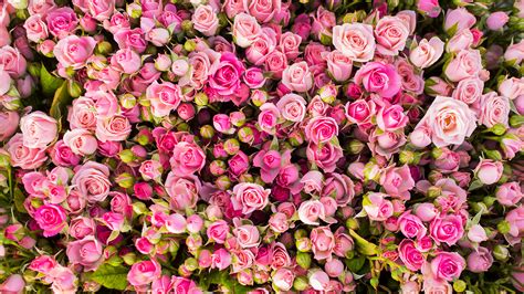 Fonds Decran 2560x1440 Roses Beaucoup Rose Couleur Fleurs Télécharger Photo