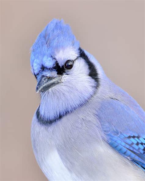 Interesting Facts About Blue Jays The Facts Vault