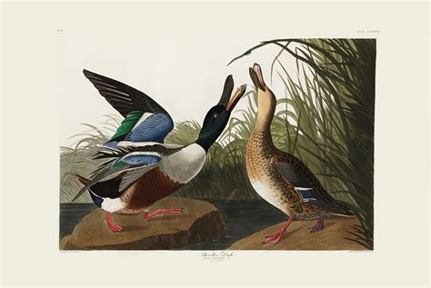 Audubon 327 Shoveler Duck Birds Of America Facimile Giclee