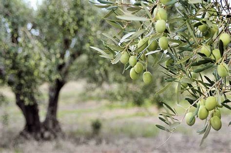 Growing one line of trees in this hedge shape still allows. Learn How to Grow Olive Trees in the Home Landscape ...