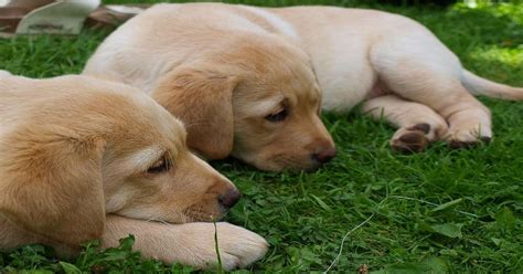 First Documented Identical Twin Puppies Born