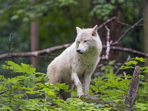 Arctic wolf in the vegetation | A cute arctic wolf of the Vi… | Flickr