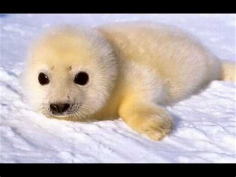 We post images of these. My top 10 cutest animals - YouTube