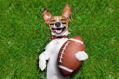 Image Result For Dog Soccer Dog Football Puppy Bowls Dog Stock Photo