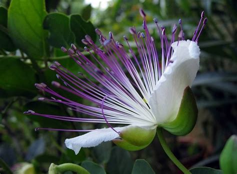 Fleur de Câprier Capparis spinosa By Nature Découverte
