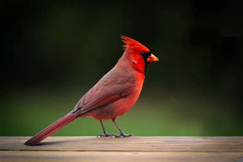 11 Meanings Of Red Cardinal At Window Spiritual Warnings