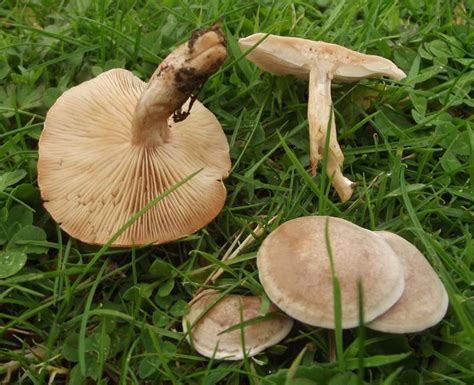 Clitocybe Geoffs Fungi And Foraging