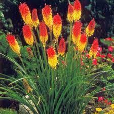 Check spelling or type a new query. 1000+ images about Plants (Zone 6) on Pinterest ...