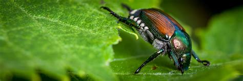 Measuring at almost half of an inch in length and a quarter in width, the beetle is a broadly backed insect with an overall oval shaped body. Knowing All About Japanese Beetles: Identification and ...