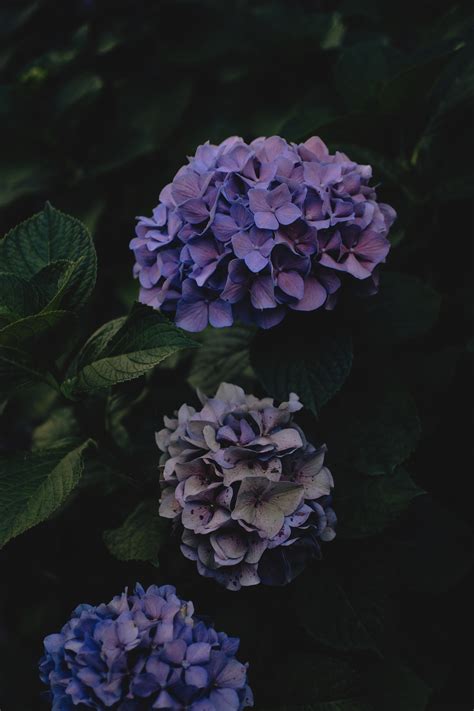 Find the best and most beautiful flower wallpapers and images! Download wallpaper 3072x4608 hydrangea, flowers ...