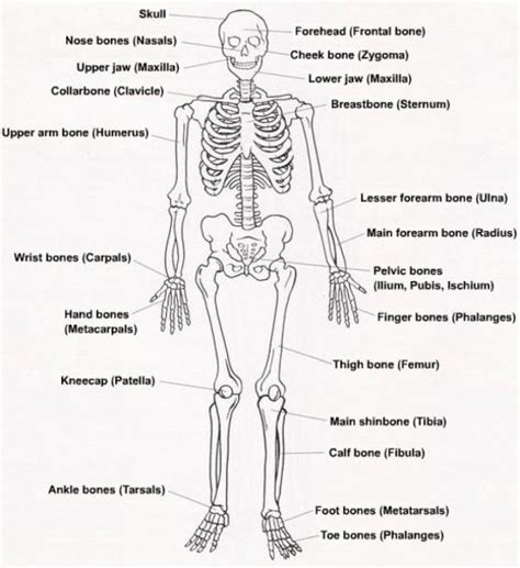 Diagram Of The Skeletal System With Labels Human Skeleton Labeled