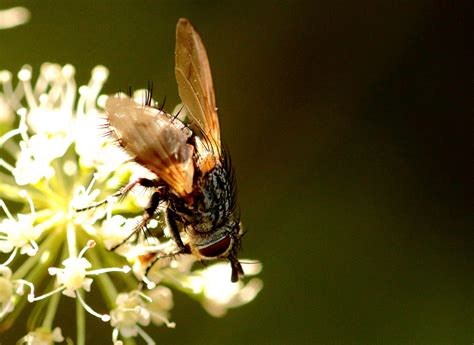 Fliege im Wald Foto & Bild | tiere, wildlife, insekten Bilder auf