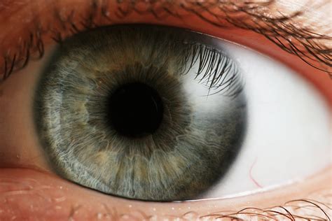File Eye Iris Wikimedia Commons