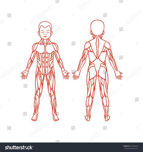 Anatomy Of Children Muscular System Exercise And Muscle Guide Child