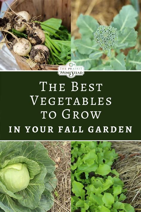 21 Vegetables For The Fall Garden Autumn Garden Vegetables Survival