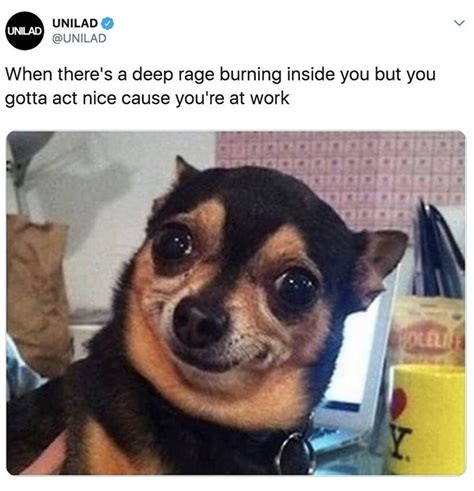 100 Chihuahua Memes Thatll Make You Laugh Harder Than You