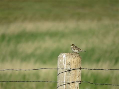 Free Images Nature Grass Branch Fence Prairie Wildlife Wild