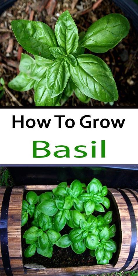 How To Grow Basil Growing Basil Basil Garden Basil Plant