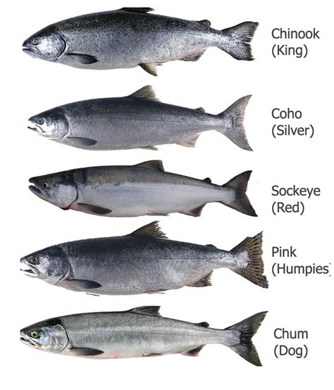 Salmon Identification And Information Kenai Riverside