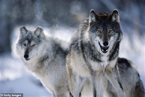 Wisconsins Grey Wolf Population Fell 30 Percent In One Year From
