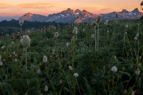 4397 Northwest Meadow Photos Free And Royalty Free Stock Photos From