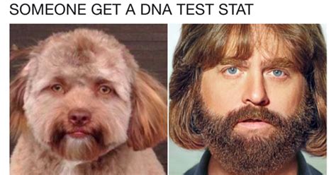 This Human Faced Dog Has A Lot Of Celebrity Doppelgangers Memebase