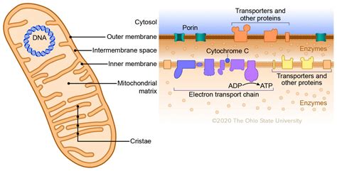Mitochondria Veterinary Histology