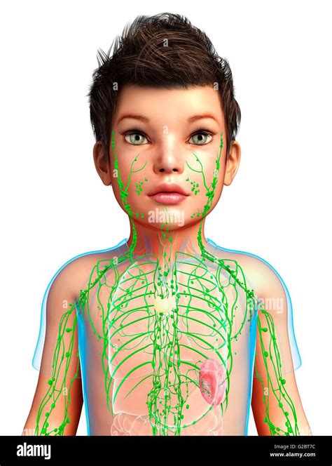Lymphatic System Of A Child Illustration Stock Photo Alamy