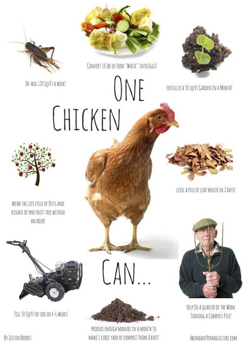 Why Raise Chickens With Images Chickens Backyard Raising Chickens