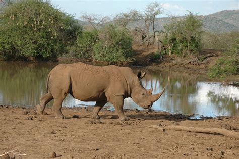Free Images Adventure Herd Fauna Savanna Plain Rhino Rhinoceros