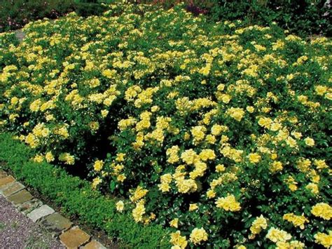 Gracious Groundcovers Ground Cover Roses Ground Cover Plants Landscape