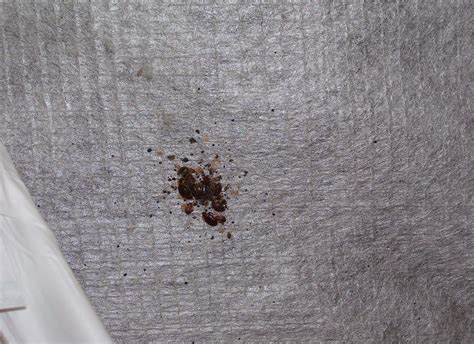 How To Find And Identify Bed Bugs Signs Of Bed Bugs Orkin