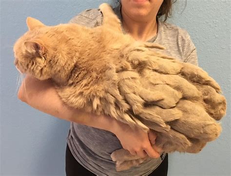 Being of great elegance, thin and with the body completely free of hair, they are praised by many but. 13-year-old Cat is So Thankful to Be Free from Mountain of ...