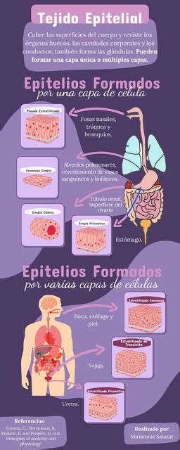 Infografía del Tejido Epitelial y sus Capas Notas Clínicas uDocz