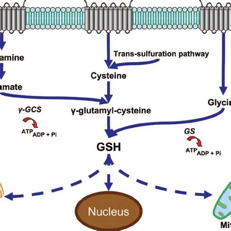 Overview Of De Novo Glutathione Synthesis Reduced Glutathione Or Gsh