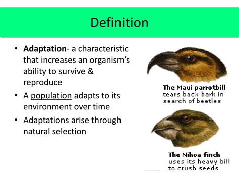 Ppt Adaptations Powerpoint Presentation Free Download Id6501473