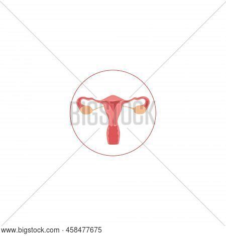 Female Reproductive Vector Photo Free Trial Bigstock