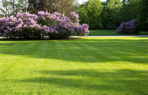 How To Grow The Perfect Lawn In 6 Steps Professional Lawn Care Tips