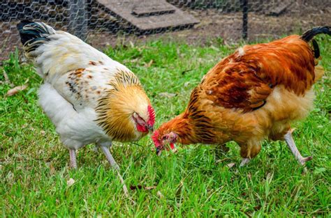 Razze Di Galline Elenco E Caratteristiche Idee Green