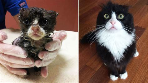 16 Totally Heartwarming Before And After Photos Of Rescued Cats Catlov