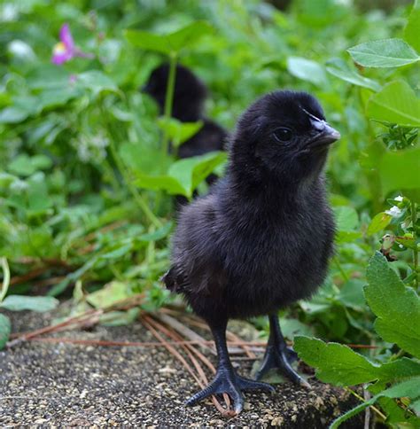 This Rare “goth Chicken” Is 100 Black From Its Feathers To Its
