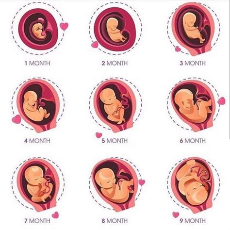 Ideas De Gestacion De Un Bebe En Etapas Del Embarazo Proceso My Xxx