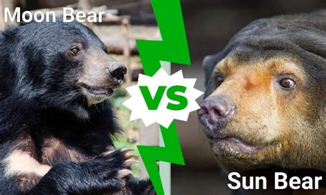 moon bear vs sun bear อะไรคือความแตกต่าง newagepitbulls