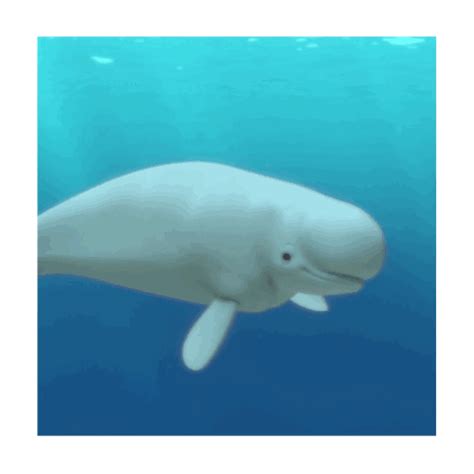 Just Keep Swimming Swimming Swi—   Photo Beluga Whale Keep