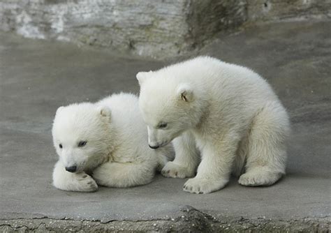 Ninibeer Polar Bear Cubs