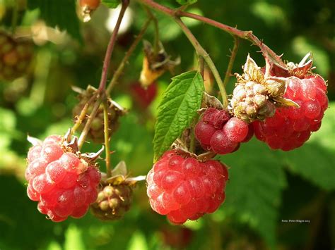 Raspberries Free Stock Photo Public Domain Pictures