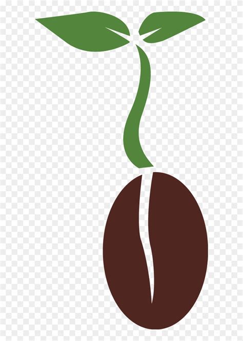 Seed Png Transparent Images Plant Seed Png Free Transparent PNG Clipart Images Download