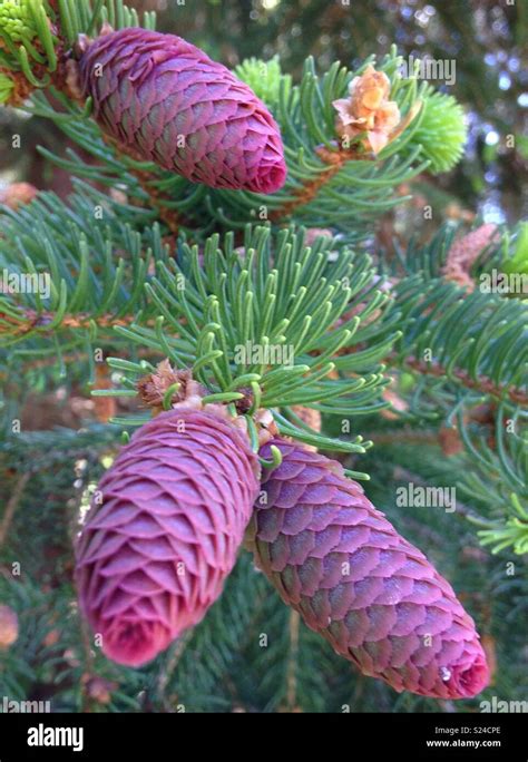 Evergreen Pine Tree Hi Res Stock Photography And Images Alamy